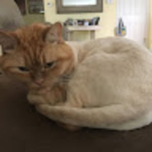 Meet your Posher, Ari-annah